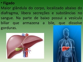 • Fígado
Maior glândula do corpo, localizado abaixo do
diafragma, libera secreções e substâncias no
sangue. Na parte de baixo possui a vesícula
biliar que armazena a bile, que dissolve
gorduras.
 