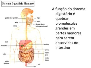 A função do sistema
digestório é
quebrar
biomoléculas
grandes em
partes menores
para serem
absorvidas no
intestino
 