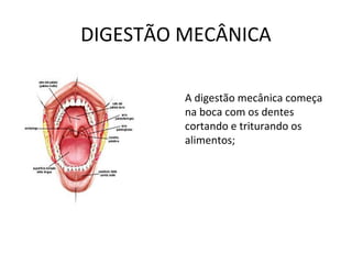 DIGESTÃO MECÂNICA
A digestão mecânica começa
na boca com os dentes
cortando e triturando os
alimentos;
 