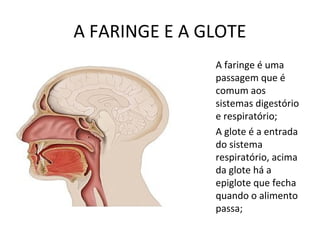 A FARINGE E A GLOTE
A faringe é uma
passagem que é
comum aos
sistemas digestório
e respiratório;
A glote é a entrada
do sistema
respiratório, acima
da glote há a
epiglote que fecha
quando o alimento
passa;
 