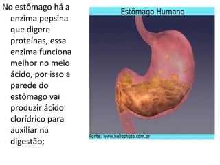No estômago há a
enzima pepsina
que digere
proteínas, essa
enzima funciona
melhor no meio
ácido, por isso a
parede do
estômago vai
produzir ácido
clorídrico para
auxiliar na
digestão;
 