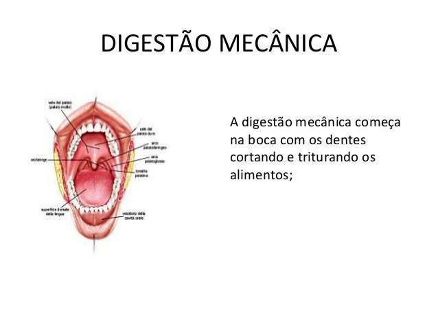 Sistema Digestório: Entenda A Digestão Química E Mecânica! – MXLQN