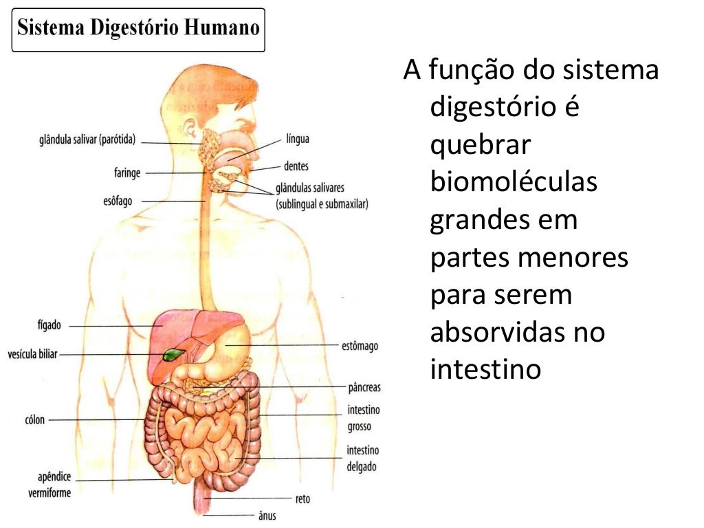 O Sistema Digestorio Humano é Responsavel Por Tirar Dos Alimentos