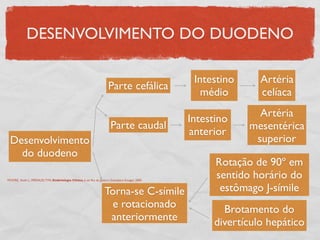 DESENVOLVIMENTO DO DUODENO
Desenvolvimento
do duodeno
Parte cefálica
Parte caudal
Intestino
médio
Artéria
celíaca
Intestino
anterior
Artéria
mesentérica
superior
Torna-se C-símile
e rotacionado
anteriormente
Rotação de 90º em
sentido horário do
estômago J-símile
Brotamento do
divertículo hepático
MOORE, Keith L., PERSAUD,TVN. Embriologia Clínica. 6 ed. Rio de Janeiro: Guanabara Koogan, 2000.
 