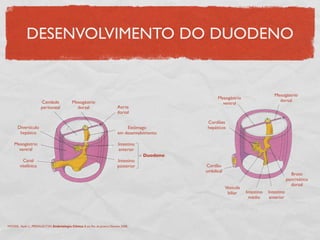 DESENVOLVIMENTO DO DUODENO
Mesogástrio
dorsal
Cavidade
peritoneal
Divertículo
hepático
Mesogástrio
ventral
Canal
vitelínico
Aorta
dorsal
Estômago
em desenvolvimento
Intestino
anterior
Intestino
posterior
Duodeno
Mesogástrio
dorsal
Mesogástrio
ventral
Cordões
hepáticos
Cordão
umbilical
Vesícula
biliar Intestino
médio
Intestino
anterior
Broto
pancreático
dorsal
MOORE, Keith L., PERSAUD,TVN. Embriologia Clínica. 8 ed. Rio de Janeiro: Elsevier, 2008.
 