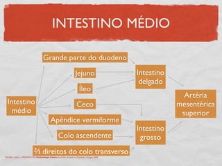 INTESTINO MÉDIO
Grande parte do duodeno
Jejuno
Ceco
Apêndice vermiforme
Íleo
Colo ascendente
Intestino
médio
Artéria
mesentérica
superior
⅔ direitos do colo transverso
Intestino
delgado
Intestino
grosso
MOORE, Keith L., PERSAUD,TVN. Embriologia Clínica. 6 ed. Rio de Janeiro: Guanabara Koogan, 2000.
 
