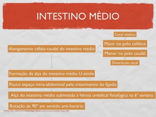INTESTINO MÉDIO
Alongamento céfalo-caudal do intestino médio
Maior no polo cefálico
Menor no polo caudal
Canal vitelino
Divertículo cecal
Formação da alça do intestino médio U-símile
Pouco espaço intra-abdominal pelo crescimento do fígado
Alça do intestino médio submetida à hérnia umbilical ﬁsiológica na 6ª semana
Rotação de 90º em sentido anti-horário
MOORE, Keith L., PERSAUD,TVN. Embriologia Clínica. 6 ed. Rio de Janeiro: Guanabara Koogan, 2000.
 
