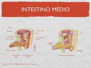 INTESTINO MÉDIO
Fígado
Estômago
Vesícula biliar
Cordão umbilical
Pedículo vitelínico
Alça intestinal
média
Artéria mesentérica
superior
Broto pancreático
dorsal
Artéria dorsal
Baço
Artéria mesentérica superior
Baço
Intestino
delgado
MOORE, Keith L., PERSAUD,TVN. Embriologia Clínica. 8 ed. Rio de Janeiro: Elsevier, 2008.
 