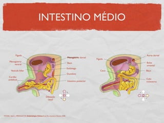INTESTINO MÉDIO
MOORE, Keith L., PERSAUD,TVN. Embriologia Clínica. 8 ed. Rio de Janeiro: Elsevier, 2008.
Fígado
Mesogástrio
ventral
Vesícula biliar
Cordão
umbilical
Mesogástrio dorsal
Baço
Estômago
Duodeno
Intestino posterior
Dilatação
cecal
Fígado
Ceco
Aorta dorsal
Bolsa
omental
Baço
Colo
transverso
 