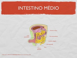 INTESTINO MÉDIO
MOORE, Keith L., PERSAUD,TVN. Embriologia Clínica. 8 ed. Rio de Janeiro: Elsevier, 2008.
Omento menor
Colo descendente
Intestino delgado
Colo sigmoide
Reto
Ceco e
apêndice
Colo
ascendente
 