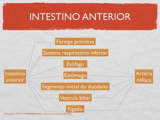 INTESTINO ANTERIOR
Faringe primitiva
Sistema respiratório inferior
Estômago
Segmento inicial do duodeno
Esôfago
Fígado
Vesícula biliar
Intestino
anterior
Artéria
celíaca
MOORE, Keith L., PERSAUD,TVN. Embriologia Clínica. 6 ed. Rio de Janeiro: Guanabara Koogan, 2000.
 