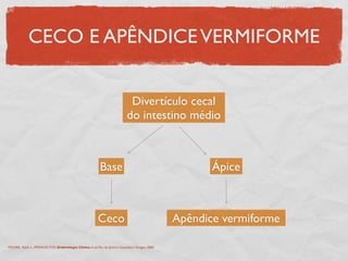 CECO E APÊNDICEVERMIFORME
Divertículo cecal
do intestino médio
Base Ápice
Ceco Apêndice vermiforme
MOORE, Keith L., PERSAUD,TVN. Embriologia Clínica. 6 ed. Rio de Janeiro: Guanabara Koogan, 2000.
 