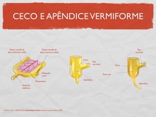 CECO E APÊNDICEVERMIFORME
MOORE, Keith L., PERSAUD,TVN. Embriologia Clínica. 8 ed. Rio de Janeiro: Elsevier, 2008.
Ramo cranial da
alça intestinal média
Ramo caudal da
alça intestinal média
Dilatação
cecal
Mesentério
Pedículo
vitelínico
Apêndice
Tenia coli
Ceco
Íleo
terminal Ceco
Íleo
terminal
Apêndice
 