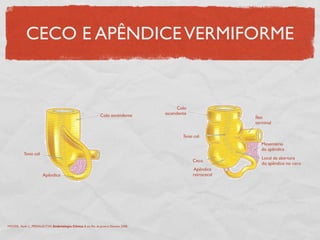 CECO E APÊNDICEVERMIFORME
MOORE, Keith L., PERSAUD,TVN. Embriologia Clínica. 8 ed. Rio de Janeiro: Elsevier, 2008.
Tenia coli
Apêndice
Colo ascendente
Tenia coli
Ceco
Apêndice
retrocecal
Colo
ascendente
Íleo
terminal
Mesentério
do apêndice
Local da abertura
do apêndice no ceco
 