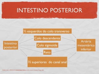INTESTINO POSTERIOR
⅓ esquerdos do colo transverso
Colo descendente
Colo sigmoide
Reto
⅔ superiores do canal anal
Intestino
posterior
Artéria
mesentérica
inferior
MOORE, Keith L., PERSAUD,TVN. Embriologia Clínica. 6 ed. Rio de Janeiro: Guanabara Koogan, 2000.
 