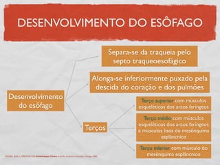 DESENVOLVIMENTO DO ESÔFAGO
Desenvolvimento
do esôfago
Separa-se da traqueia pelo
septo traqueoesofágico
Alonga-se inferiormente puxado pela
descida do coração e dos pulmões
Terços
Terço superior com músculos
esqueléticos dos arcos faríngeos
Terço médio com músculos
esqueléticos dos arcos faríngeos
e músculos lisos do mesênquima
esplâncnico
Terço inferior com músculo do
mesênquima esplâncnicoMOORE, Keith L., PERSAUD,TVN. Embriologia Clínica. 6 ed. Rio de Janeiro: Guanabara Koogan, 2000.
 