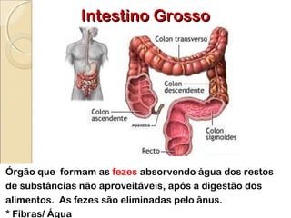 Intestino GrossoIntestino Grosso
Órgão que formam as fezes absorvendo água dos restos
de substâncias não aproveitáveis, após a digestão dos
alimentos. As fezes são eliminadas pelo ânus.
* Fibras/ Água
 