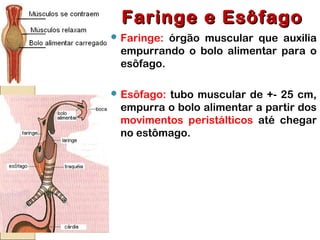 Faringe e EsôfagoFaringe e Esôfago
 Faringe: órgão muscular que auxilia
empurrando o bolo alimentar para o
esôfago.
 Esôfago: tubo muscular de +- 25 cm,
empurra o bolo alimentar a partir dos
movimentos peristálticos até chegar
no estômago.
 