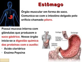 EstômagoEstômago
Órgão muscular em forma de saco.
Comunica-se com o intestino delgado pelo
orifício chamado piloro.
Possui mucosa interna com
glândulas que produzem o
suco gástrico. Nesse órgão
inicia-se a digestão química
das proteínas com o auxílio:
• Ácido clorídrico
• Enzima Pepsina
 