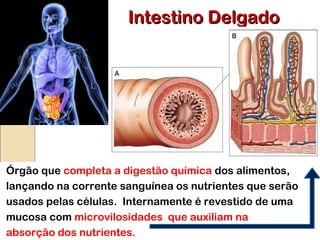 Intestino DelgadoIntestino Delgado
Órgão que completa a digestão química dos alimentos,
lançando na corrente sanguínea os nutrientes que serão
usados pelas células. Internamente é revestido de uma
mucosa com microvilosidades que auxiliam na
absorção dos nutrientes.
 