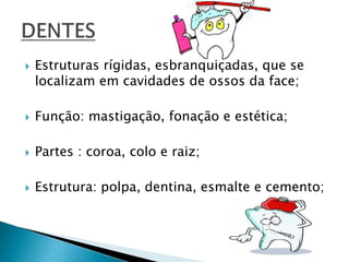  Estruturas rígidas, esbranquiçadas, que se
localizam em cavidades de ossos da face;
 Função: mastigação, fonação e estética;
 Partes : coroa, colo e raiz;
 Estrutura: polpa, dentina, esmalte e cemento;
 