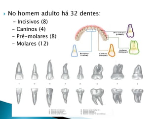  No homem adulto há 32 dentes:
- Incisivos (8)
- Caninos (4)
- Pré-molares (8)
- Molares (12)
 
