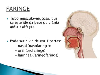  Tubo musculo-mucoso, que
se estende da base do crânio
até o esôfago;
 Pode ser dividida em 3 partes:
- nasal (nasofaringe);
- oral (orofaringe);
- laríngea (laringofaringe);
 