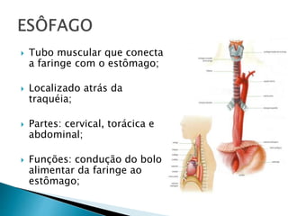  Tubo muscular que conecta
a faringe com o estômago;
 Localizado atrás da
traquéia;
 Partes: cervical, torácica e
abdominal;
 Funções: condução do bolo
alimentar da faringe ao
estômago;
 