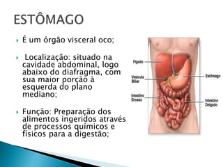  É um órgão visceral oco;
 Localização: situado na
cavidade abdominal, logo
abaixo do diafragma, com
sua maior porção à
esquerda do plano
mediano;
 Função: Preparação dos
alimentos ingeridos através
de processos químicos e
físicos para a digestão;
 