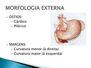  ÓSTIOS:
- Cárdico
- Pilórico
 MARGENS:
- Curvatura menor (à direita)
- Curvatura maior (à esquerda)
 