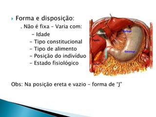  Forma e disposição:
. Não é fixa – Varia com:
- Idade
- Tipo constitucional
- Tipo de alimento
- Posição do indivíduo
- Estado fisiológico
Obs: Na posição ereta e vazio – forma de “J”
 