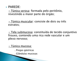  PAREDE:
- Túnica serosa: formada pelo peritônio,
revestindo a maior parte do órgão;
- Túnica muscular: consiste de dois ou três
estratos;
- Tela submucosa: constituída de tecido conjuntivo
frouxo, contendo uma rica rede vascular e um
plexo nervoso;
- Túnica mucosa:
. Pregas gástricas
. Glândulas mucosas
 