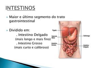  Maior e último segmento do trato
gastrointestinal
 Dividido em:
. Intestino Delgado
(mais longo e mais fino)
. Intestino Grosso
(mais curto e calibroso)
 