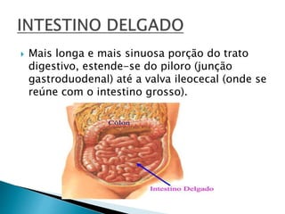  Mais longa e mais sinuosa porção do trato
digestivo, estende-se do piloro (junção
gastroduodenal) até a valva ileocecal (onde se
reúne com o intestino grosso).
 