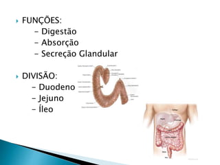  FUNÇÕES:
- Digestão
- Absorção
- Secreção Glandular
 DIVISÃO:
- Duodeno
- Jejuno
- Íleo
 