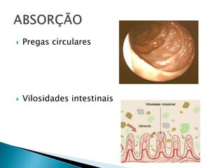  Pregas circulares
 Vilosidades intestinais
 