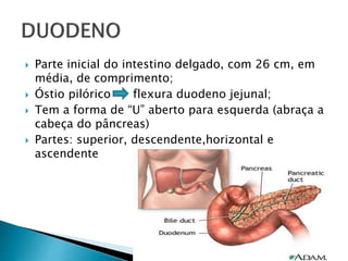  Parte inicial do intestino delgado, com 26 cm, em
média, de comprimento;
 Óstio pilórico flexura duodeno jejunal;
 Tem a forma de “U” aberto para esquerda (abraça a
cabeça do pâncreas)
 Partes: superior, descendente,horizontal e
ascendente
 