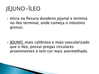  Inicia na flexura duodeno jejunal e termina
no íleo terminal, onde começa o intestino
grosso;
 JEJUNO: mais calibroso e mais vascularizado
que o íleo, possui pregas circulares
proeminentes e tem cor mais avermelhado.
 
