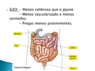 ÍLEO: - Menos calibroso que o jejuno
- Menos vascularizado e menos
vermelho;
- Pregas menos proeminentes;
 