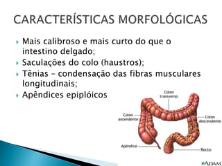  Mais calibroso e mais curto do que o
intestino delgado;
 Saculações do colo (haustros);
 Tênias – condensação das fibras musculares
longitudinais;
 Apêndices epiplóicos
 
