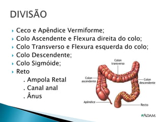  Ceco e Apêndice Vermiforme;
 Colo Ascendente e Flexura direita do colo;
 Colo Transverso e Flexura esquerda do colo;
 Colo Descendente;
 Colo Sigmóide;
 Reto
. Ampola Retal
. Canal anal
. Ânus
 