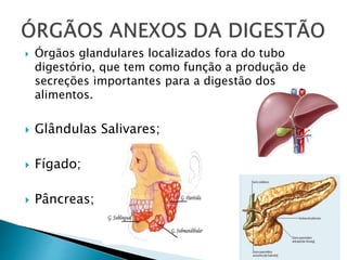  Órgãos glandulares localizados fora do tubo
digestório, que tem como função a produção de
secreções importantes para a digestão dos
alimentos.
 Glândulas Salivares;
 Fígado;
 Pâncreas;
 