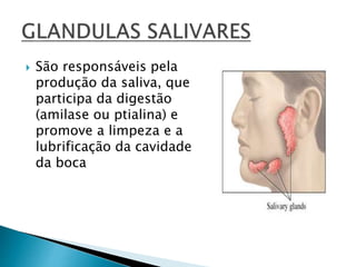  São responsáveis pela
produção da saliva, que
participa da digestão
(amilase ou ptialina) e
promove a limpeza e a
lubrificação da cavidade
da boca
 