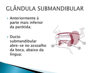  Anteriormente à
parte mais inferior
da parótida;
 Ducto
submandibular
abre-se no assoalho
da boca, abaixo da
língua;
 
