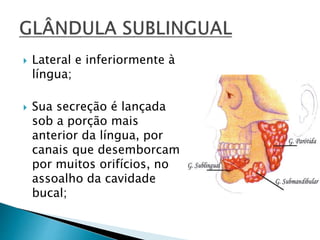  Lateral e inferiormente à
língua;
 Sua secreção é lançada
sob a porção mais
anterior da língua, por
canais que desemborcam
por muitos orifícios, no
assoalho da cavidade
bucal;
 