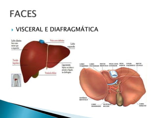  VISCERAL E DIAFRAGMÁTICA
 