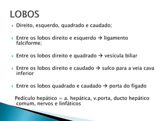  Direito, esquerdo, quadrado e caudado;
 Entre os lobos direito e esquerdo  ligamento
falciforme;
 Entre os lobos direito e quadrado  vesícula biliar
 Entre os lobos direito e caudado  sulco para a veia cava
inferior
 Entre os lobos quadrado e caudado  porta do fígado
Pedículo hepático = a. hepática, v.porta, ducto hepático
comum, nervos e linfáticos
 