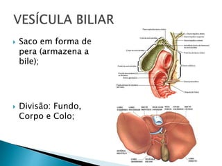  Saco em forma de
pera (armazena a
bile);
 Divisão: Fundo,
Corpo e Colo;
 