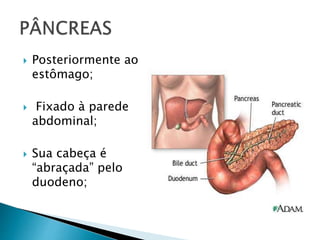  Posteriormente ao
estômago;
 Fixado à parede
abdominal;
 Sua cabeça é
“abraçada” pelo
duodeno;
 