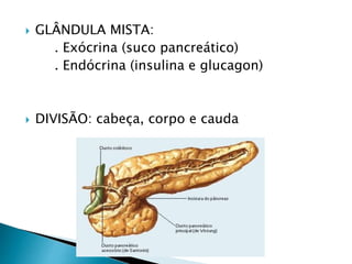  GLÂNDULA MISTA:
. Exócrina (suco pancreático)
. Endócrina (insulina e glucagon)
 DIVISÃO: cabeça, corpo e cauda
 